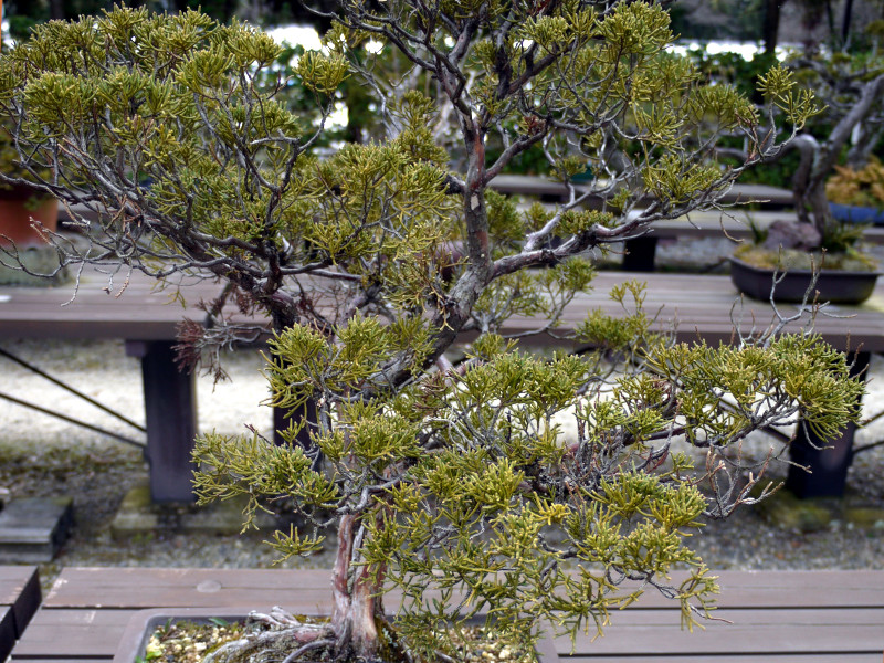 �C�u�L�V���p�N